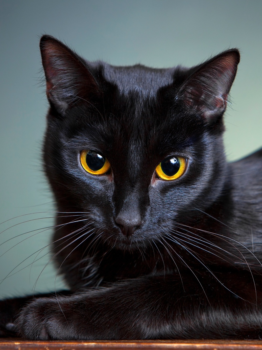 Além do gato preto: outras cores dos felinos têm significados