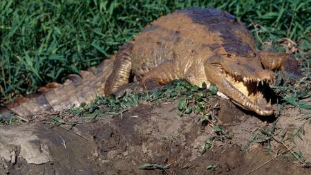 Crocodilo orinoco na Venezuela   - De Agostini via Getty Images