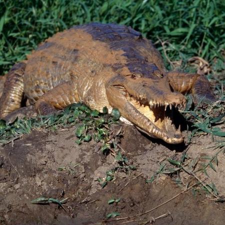 Crocodilo - De Agostini via Getty Images