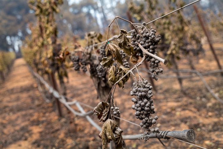 Uvas mortas no pé em vinhedo na Califórnia: calor extremos e queimadas