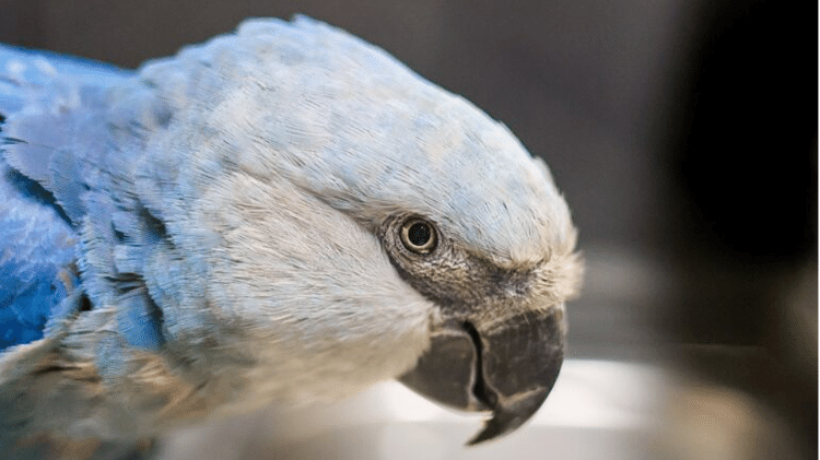 Ararinha-azul no Zoológico de São Paulo. O programa de reintrodução tem sido um sucesso, mas conflitos institucionais ameaçam interromper futuras solturas