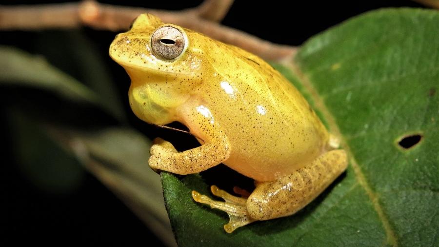Perereca-de-ampulheta (Dendropsophus minutus), espécie que habita as florestas da América do Sul Perereca-de-ampulheta (Dendropsophus minutus), espécie que habita as florestas da América do Sul
