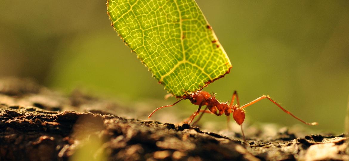 As formigas-cortadeiras podem depenar uma planta pequena em poucas horas - Getty Images