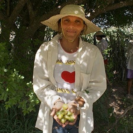 Fruto do sertão baiano, o umbu é usado para fazer doces, entre outros alimentos - Divulgação/ Coopercuc