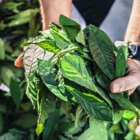 Folhas para a preparação da ayahuasca