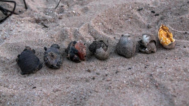 Ovos cozidos e filhotes de tartaruga mortos pelas altas temperaturas