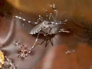 Inundações e dengue: o que deveria ser feito para evitar e combater surtos