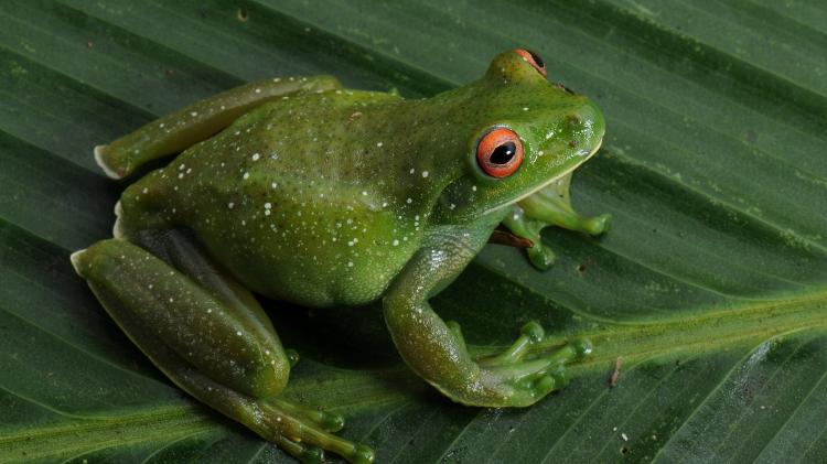 Perereca-flautinha (Aplastodiscus leucopygius), endêmica da Serra do Mar e da Serra da Mantiqueira, áreas de Mata Atlântica na região Sudeste do Brasil Perereca-flautinha (Aplastodiscus leucopygius), endêmica da Serra do Mar e da Serra da Mantiqueira, áreas de Mata Atlântica na região Sudeste do Brasil