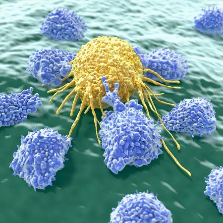 O tratamento altera os linfócitos T, que passam a atacar especificamente as células do câncer - iStock