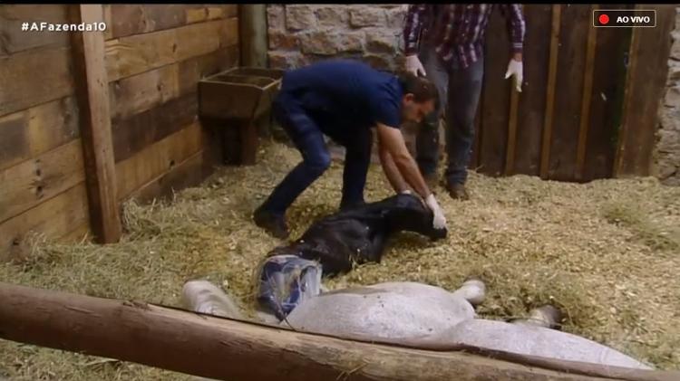 Potro da égua Ding - Reprodução/RecordTV - Reprodução/RecordTV