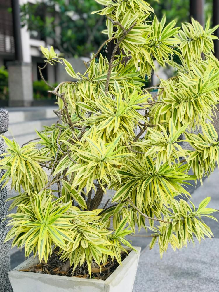 Natural de Madagascar, a Dracaena reflexa ou Pleomele se adapta bem ao clima brasileiro - Getty Images/iStockphoto - Getty Images/iStockphoto