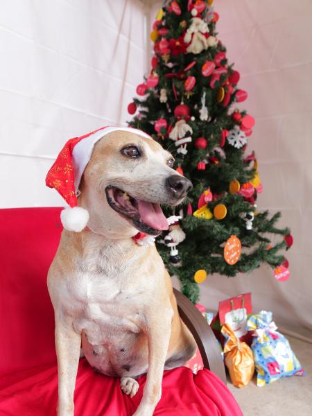 A cachorra Leka é uma das estrelas da campanha "Adote um bom velhinho" e está para adoção no Cosap - Prefeitura de São Paulo/Divulgação