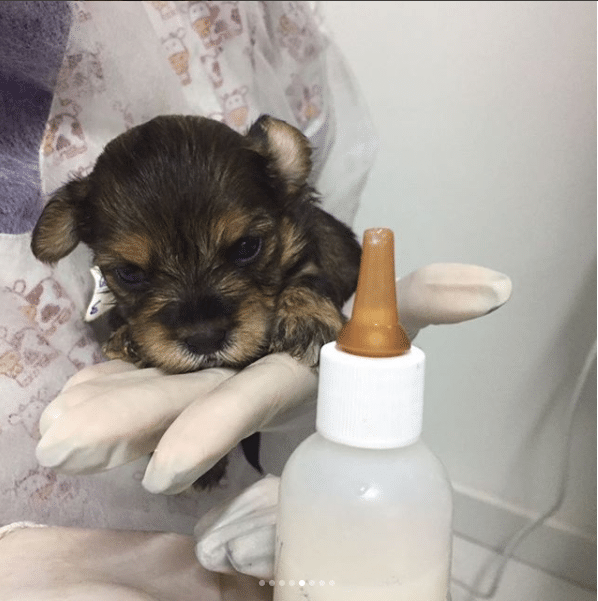 Luisa Mell divulga imagens dos cães resgatados em canil clandestino - Reprodução/luisamell