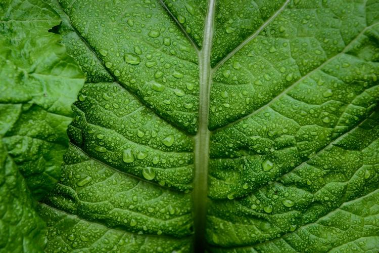 Dark green leaves are a healthy alternative - iStock - iStock
