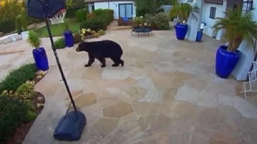 Urso-negro é visto nos arredores da mansão do casal Harry e Meghan - Reprodução