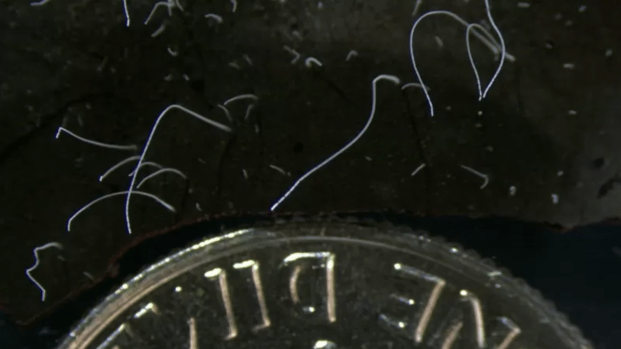 Na imagem, é possível ver a bactéria Thiomargarita magnifica (filamentos brancos) em comparação com uma moeda de 10 centavos de dólar - LAWRENCE BERKELEY NATIONAL LABORATORY via BBC News Brasil