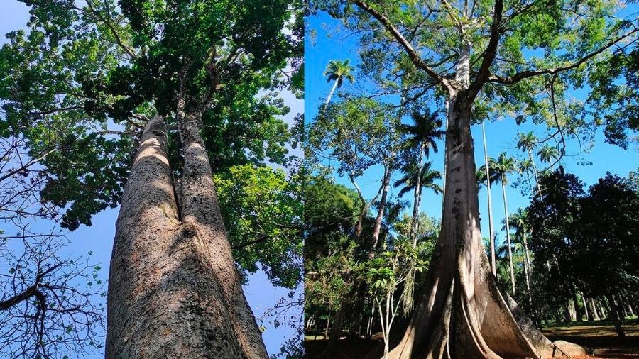 Trilha das Árvores Gigantes no Jardim Botânico do Rio de Janeiro - Alexandre Machado/ Divulgação Jardim Botânico