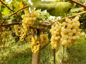 Chuvas no RS: práticas sustentáveis de vinícola evitam perdas maiores