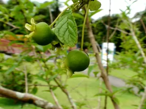 Aumenta glóbulos brancos, limpa artérias: os benefícios da guabiroba