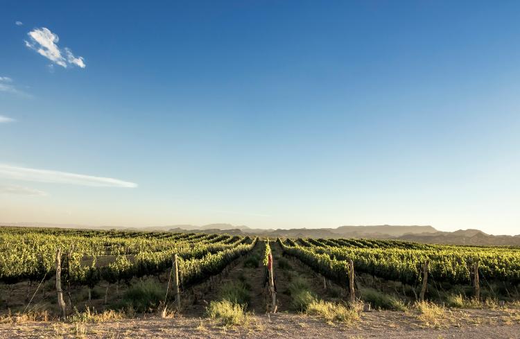 Assim como em Mendoza, os vinhetos fazer parte da paisagem em San Rafael Assim como em Mendoza, os vinhetos fazer parte da paisagem em San Rafael