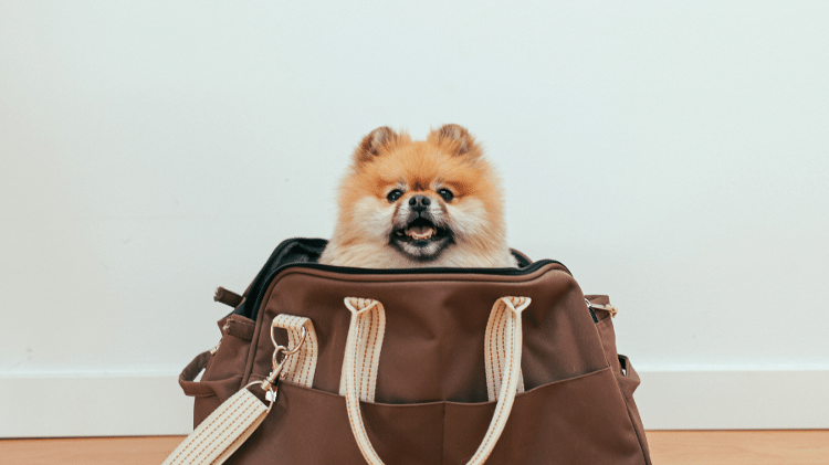 Lulu da Pomerania Lulu da Pomerania