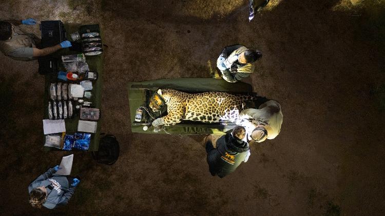 Pesquisadores do Reprocon coletam material genético e biológico da onça Leonço para posterior utilização em técnicas de reprodução assistida da espécie Pesquisadores do Reprocon coletam material genético e biológico da onça Leonço para posterior utilização em técnicas de reprodução assistida da espécie