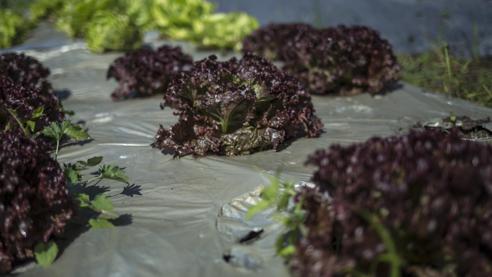 Jardiel Carvalho/UOL