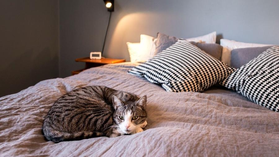 Pets também podem se hospedar no Airbnb, mas apenas em acomodações equipadas para recebê-los - Divulgação