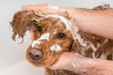 Como dar banho em cachorro bravo com segurança