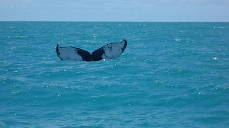 Em diversos lugares do Brasil é possível observar as baleias-jubarte. Entre suas características marcantes está a cauda que possui um padrão de coloração ventral em preto e branco. Esse padrão é único para cada baleia e permite identifica-las individualmente - Waltyane Bonfim - Waltyane Bonfim