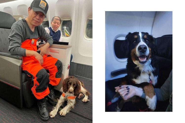 Os cães-farejadores que participaram do resgate às vítimas do terremoto na Turquia - Divulgação/Turkish Airlines - Divulgação/Turkish Airlines
