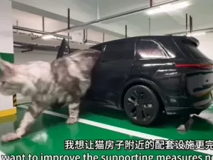 Influenciador cria garagem com carros em miniatura para gatos estacionarem