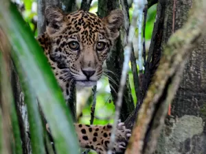 Cientistas descobrem como as onças sobrevivem às cheias da Amazônia