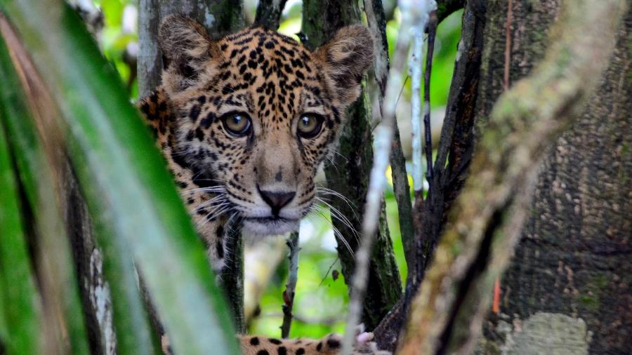 Onça-pintada (Panthera onca) na RDS Mamirauá Onça-pintada (Panthera onca) na RDS Mamirauá