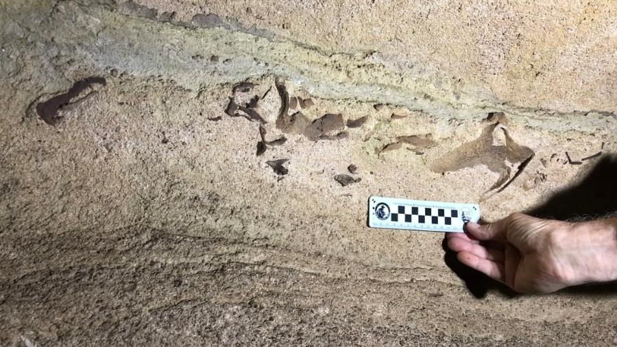 Ao estudar os dentes, Hodnett conseguiu calcular que o fóssil foi parte de uma espécie chamada Saivodus striatus - Reprodução/Instagram