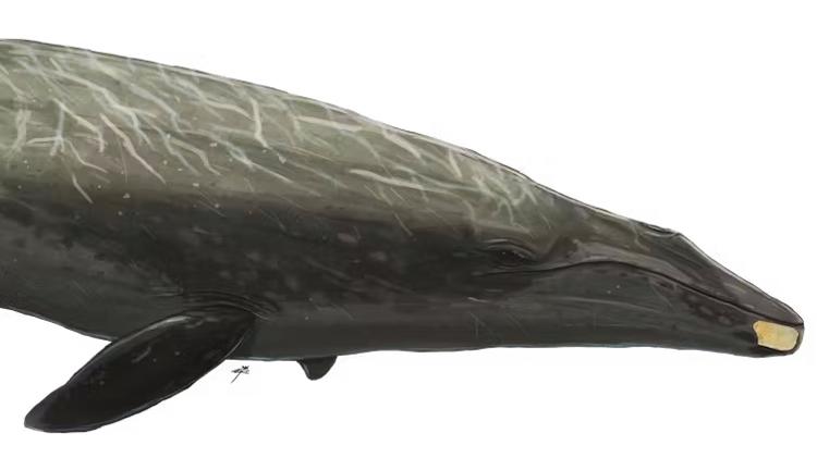O 'queixo': fóssil de aproximadamente 19 milhões de anos sobreposto em uma ilustração de baleia do Rio Murray