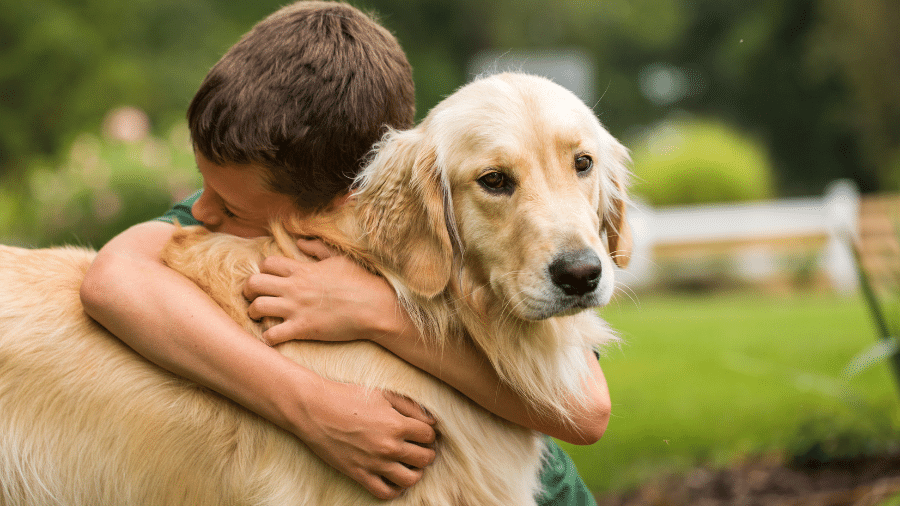 Golden é uma das raças mais obedientes do mundo Golden é uma das raças mais obedientes do mundo