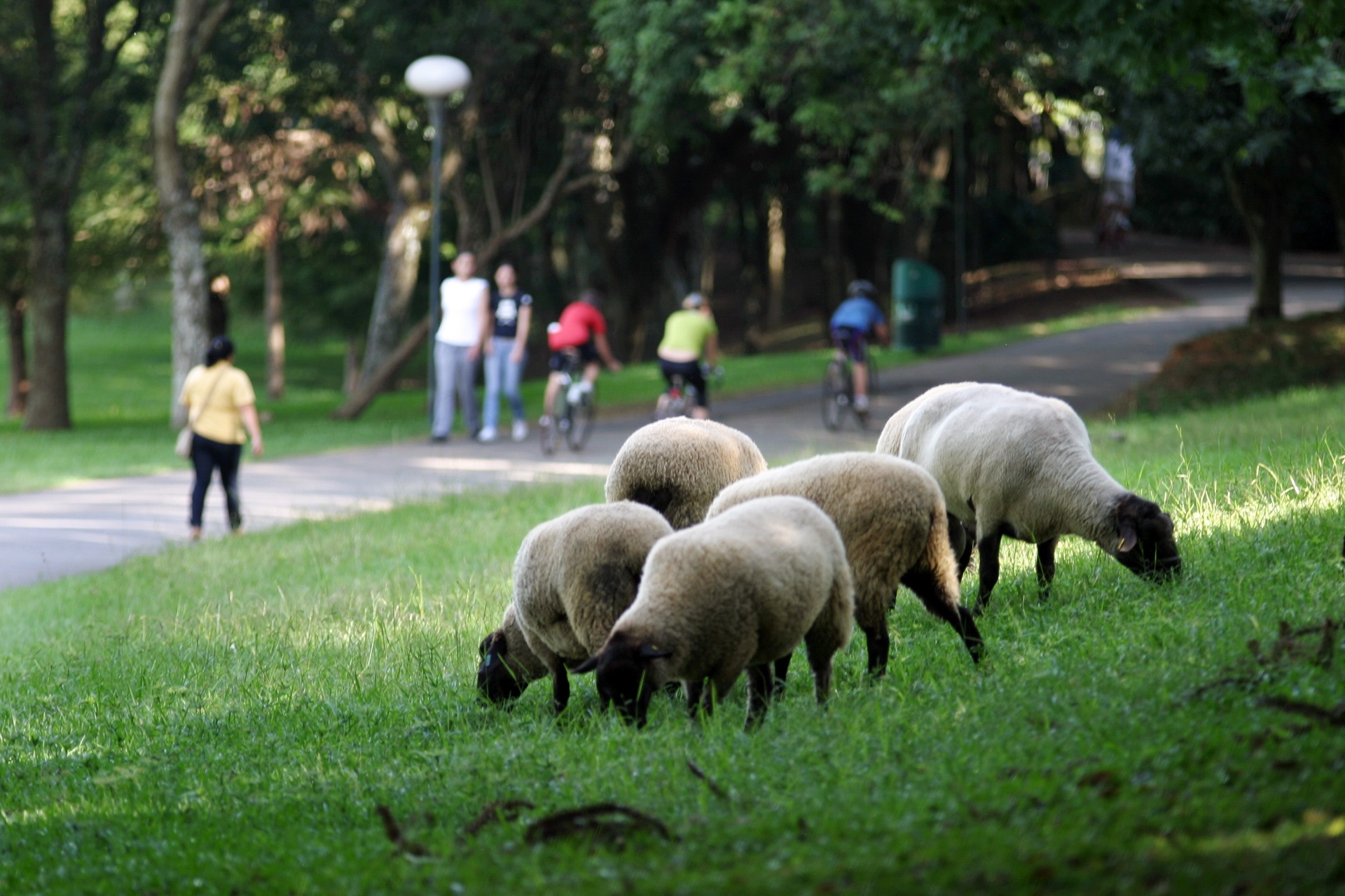 Parque São Lourenço - Divulgação/ValdecirGalor-SMCS