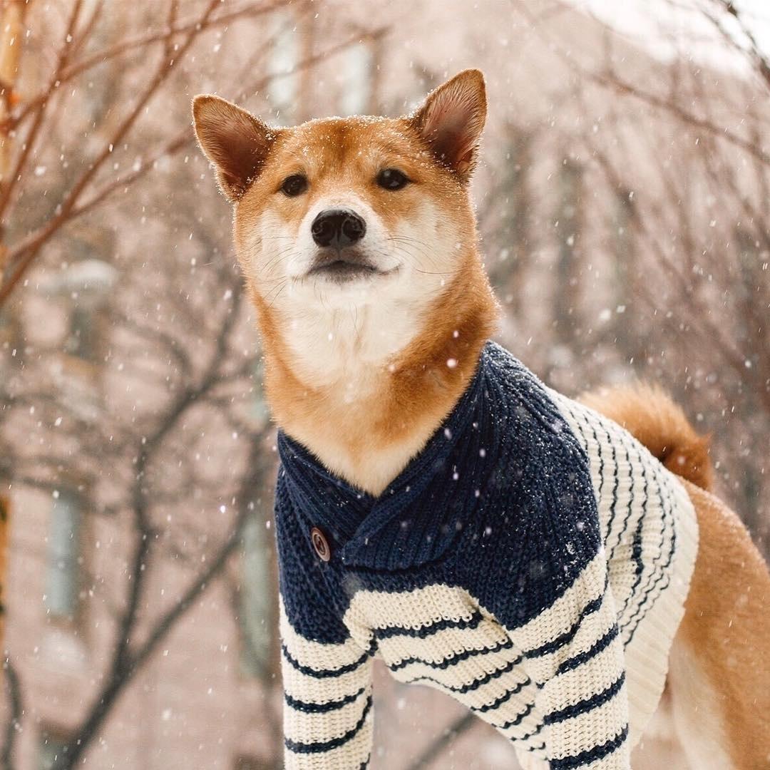 Bodhi, o Menswear Dog - Reprodução/Instagram