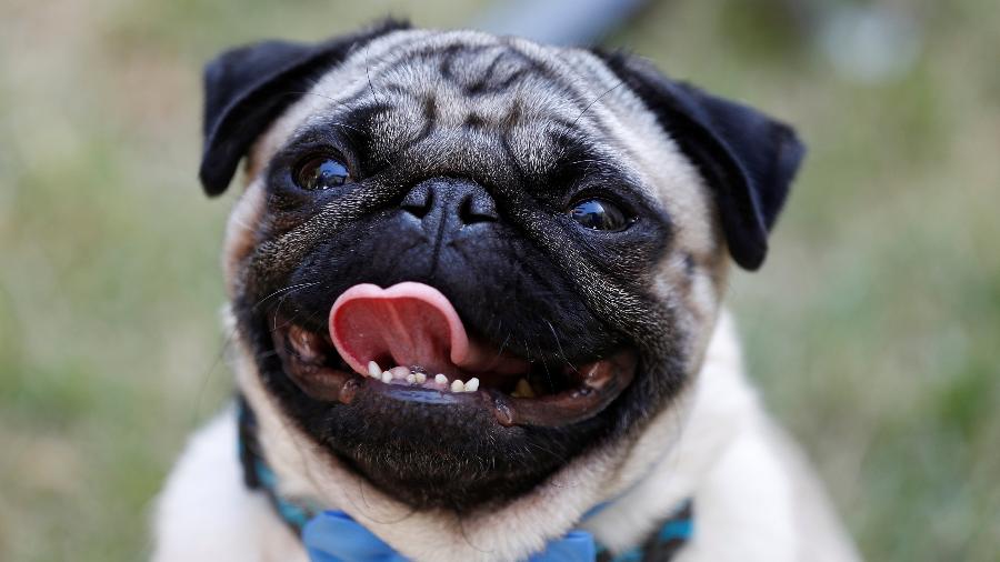 O cachorro Haryley é a estrela do filme "Patrick" - REUTERS/Peter Nicholls