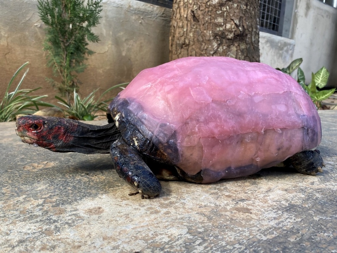 Estudantes do DF desenvolvem plástico biodegradável usando casca de laranja  - 19/02/2020 - UOL ECOA