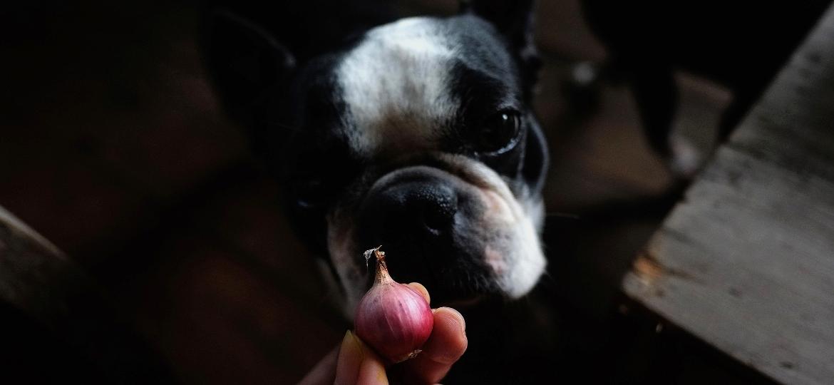 Cebola, mais alimentos e remédios estão entre itens tóxicos para cães e gatos - Getty Images/iStockphoto