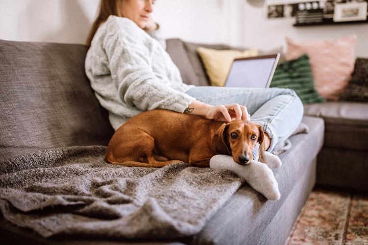 Cães de pelo curto pedem mais cuidados nos dias de frio