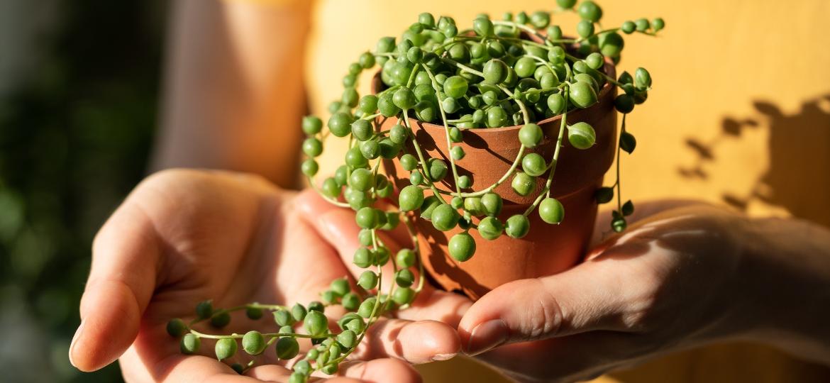 Suculenta Colar de Pérolas é plantinha delicada e cheia de cuidados - Getty Images/iStockphoto