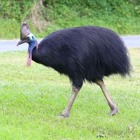 Casuar é típica de Nova Guiné e Austrália