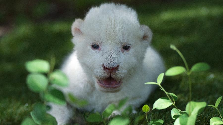 Ele é o primeiro leão branco que vem ao mundo em um parque zoológico na Espanha - AFP