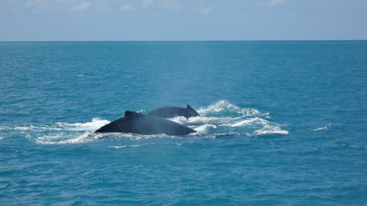 Durante o inverno a Baleia-jubarte (Megaptera novaeangliae) utiliza a costa brasileira para se reproduzir e cuidar de seus filhotes, ensinando tudo o que eles precisam para conseguir viajar até a Antártica - Waltyane Bonfim - Waltyane Bonfim