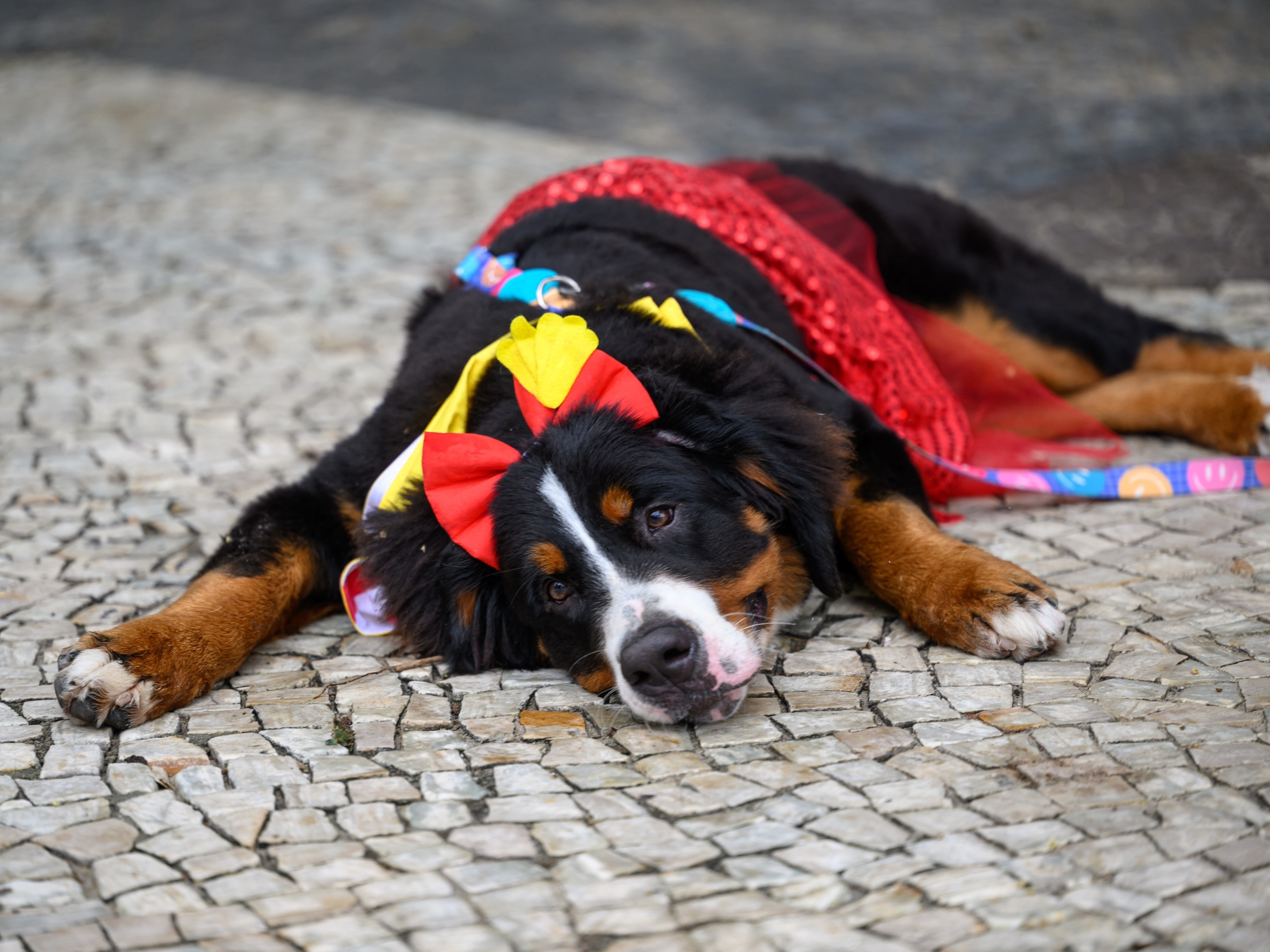 Animais de hoje e de ontem desfilam neste ″Carnaval″