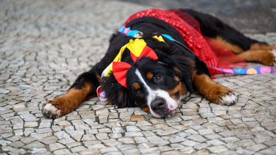 150 ideias de Carnaval dos Animais