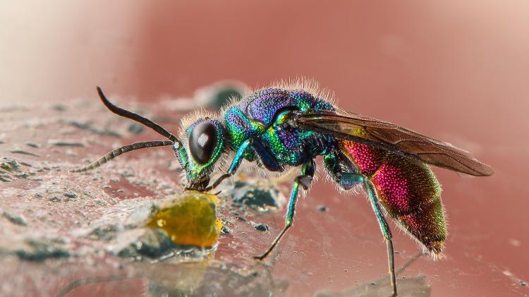 Vespa-joia (Ampulex compressa), tem corpo brilhante e zumbifica baratas. - Brian Jobson/Getty Images - Brian Jobson/Getty Images